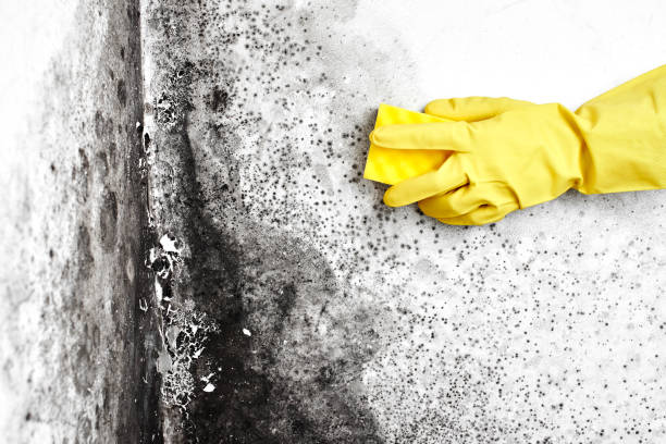 Best Residential Mold Remediation in Oceano, CA