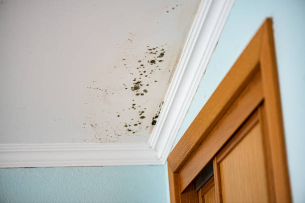 Best Mold Testing and Inspection Services in Oceano, CA