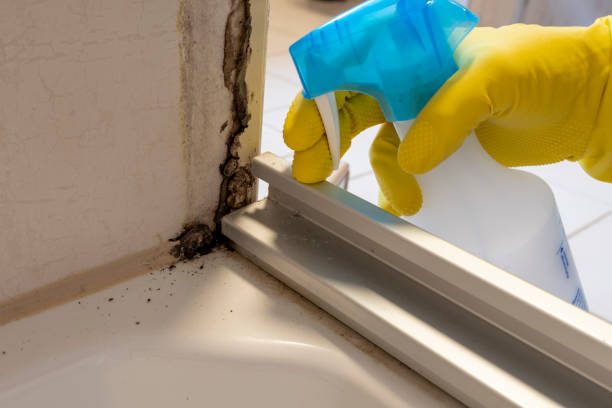 Best Post-Flood Mold Remediation in Oceano, CA