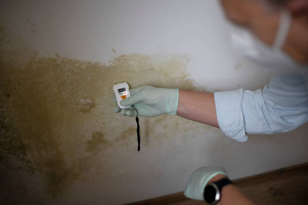 Best Black Mold Remediation in Oceano, CA