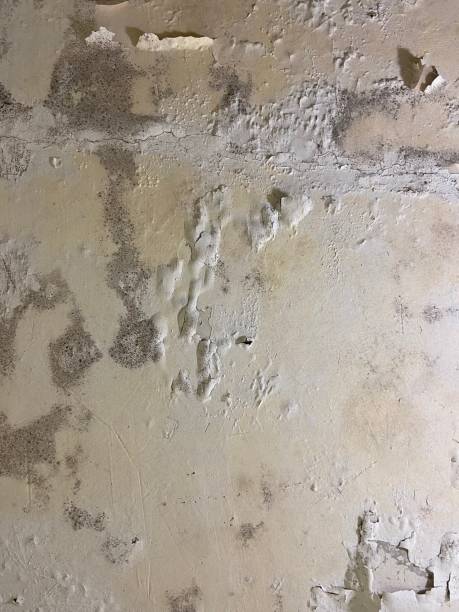 Best Insurance-Related Mold Remediation in Oceano, CA
